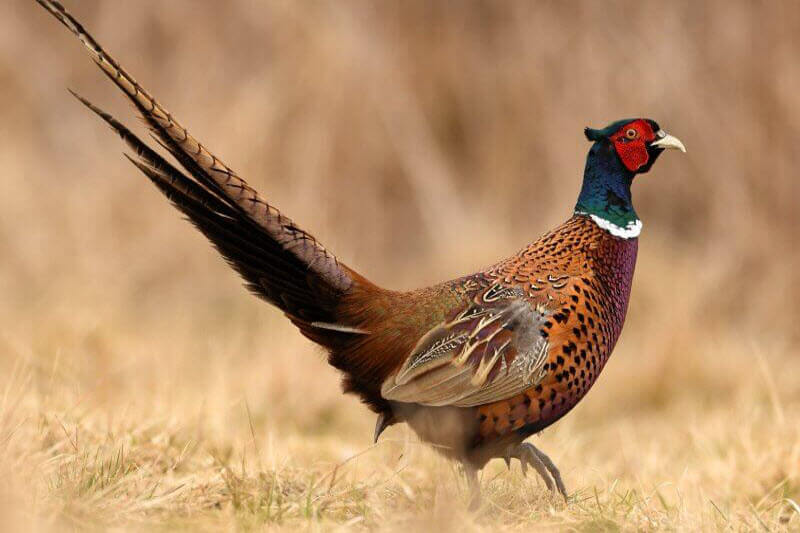 A male pheasant